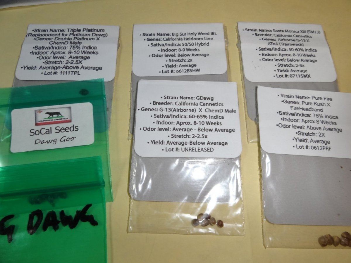 Seedes 006