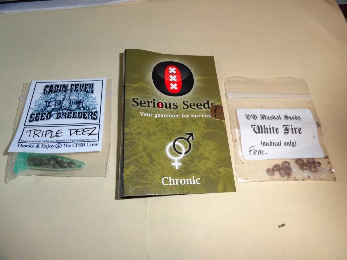 Seedes 011