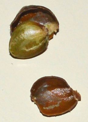 Seedhalfopen