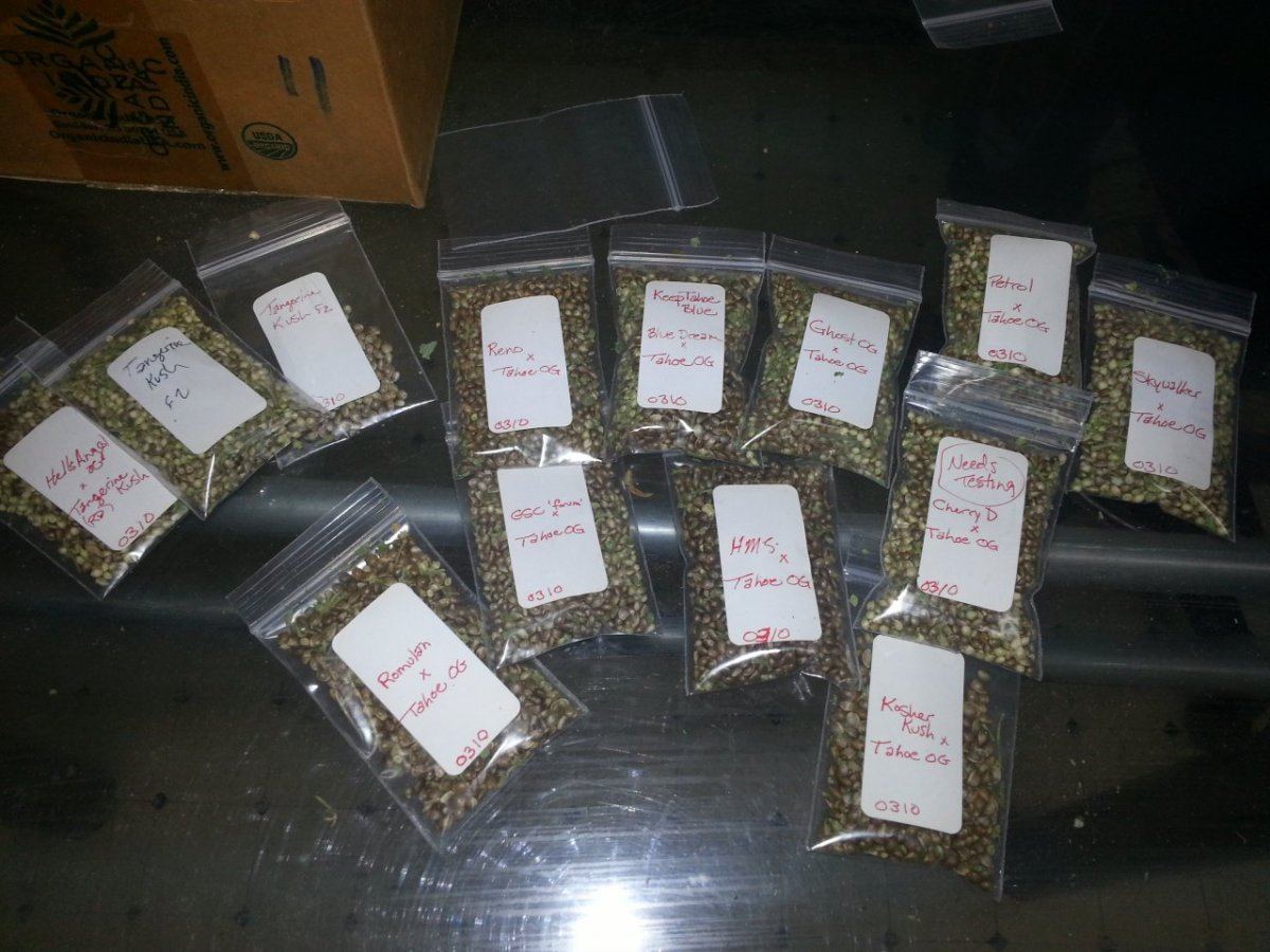 SeedHarvest 0310