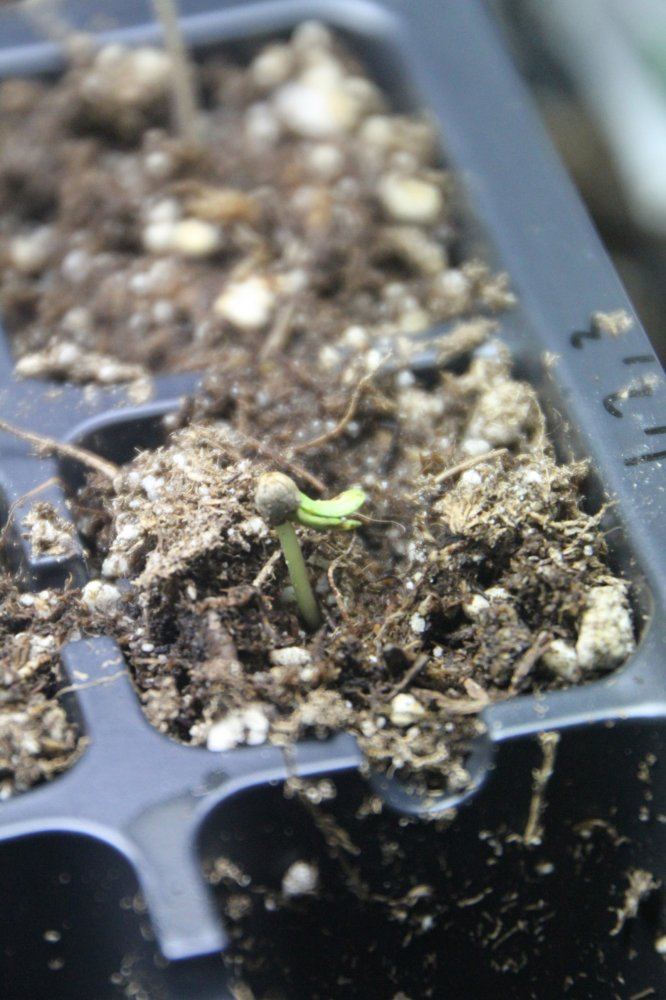 Seedhelmet