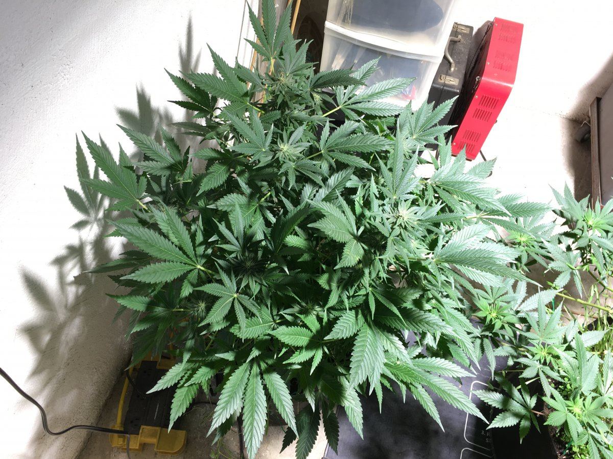 Seeding some buckeye purple 2