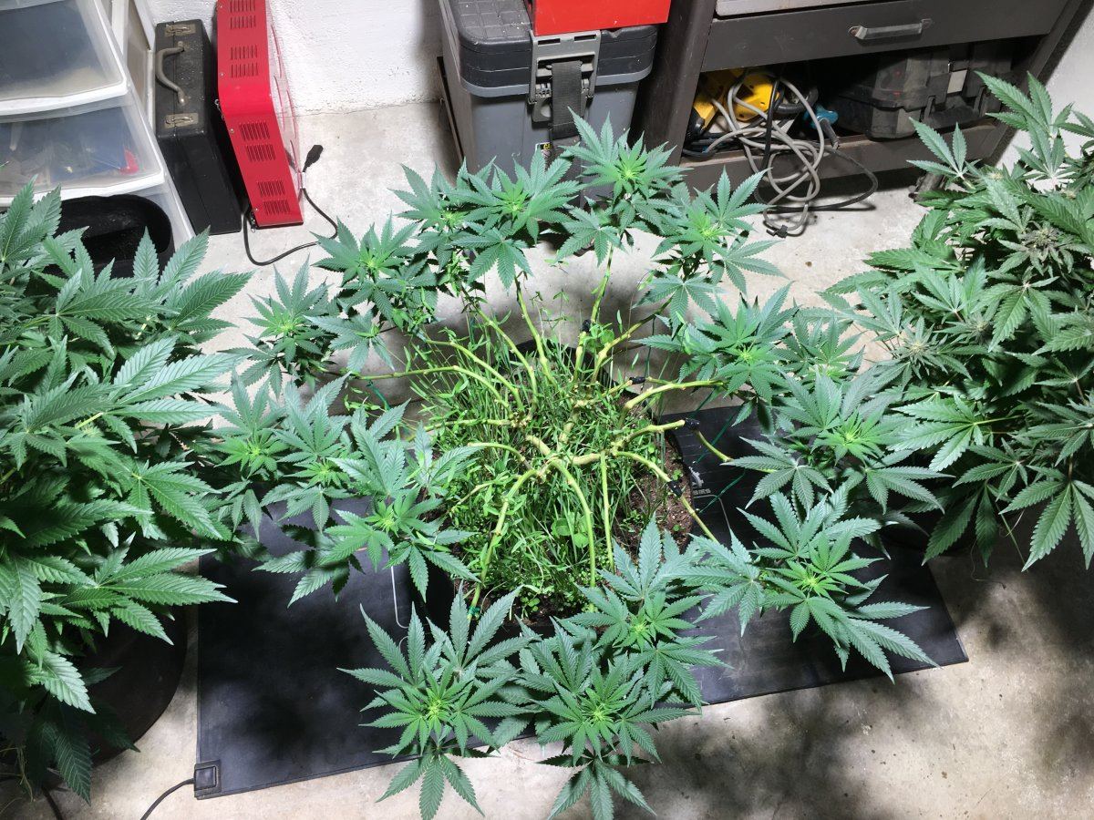 Seeding some buckeye purple 3