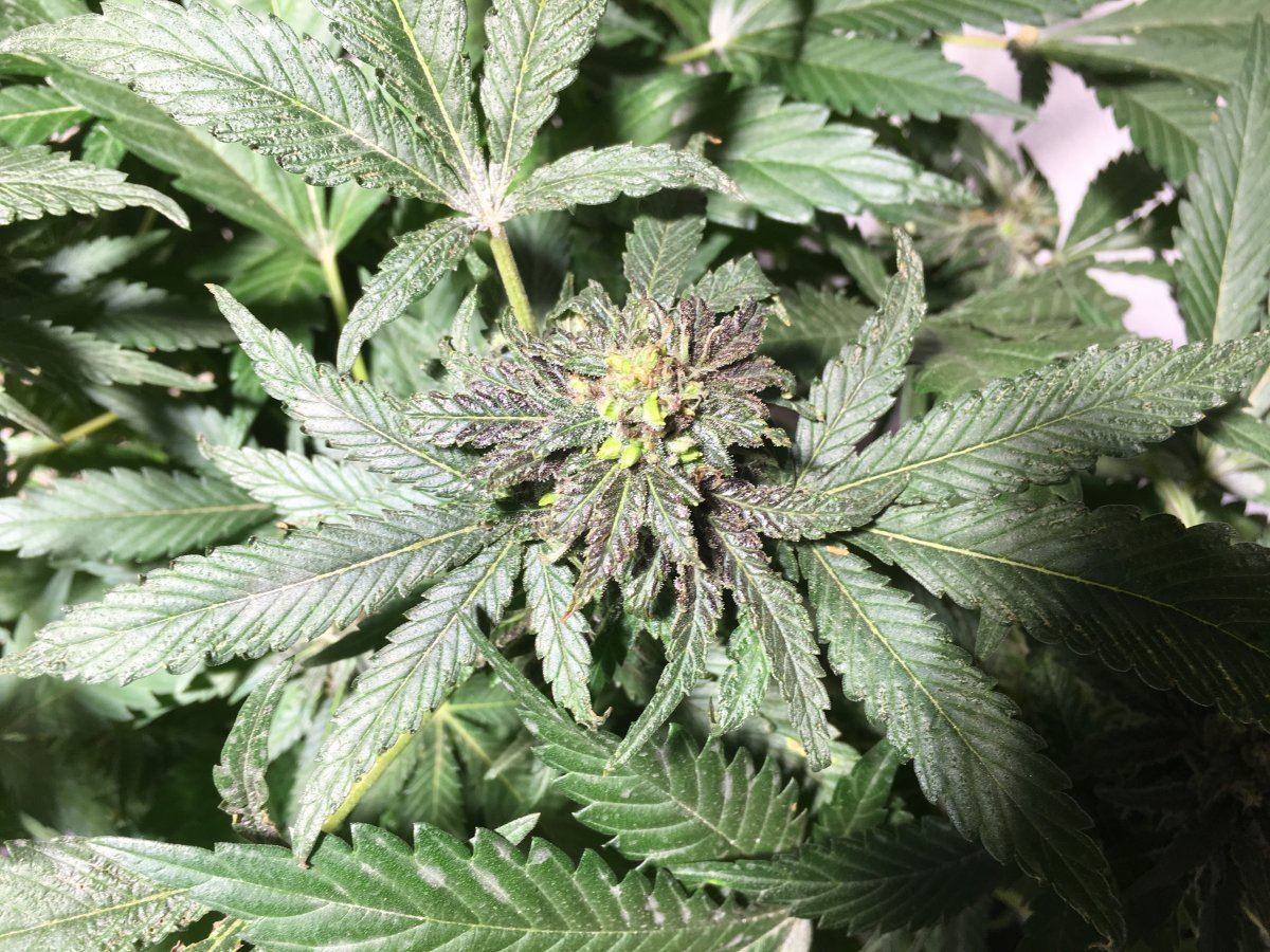 Seeding some buckeye purple 4