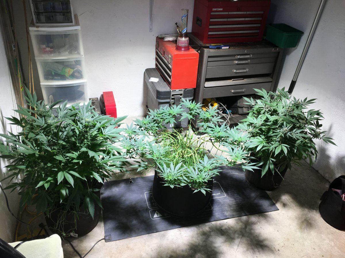 Seeding some buckeye purple