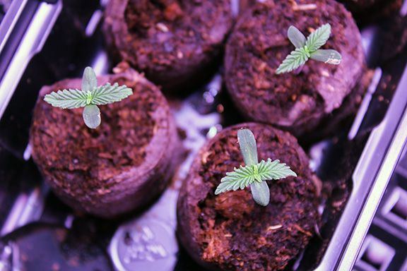 Seedling 01