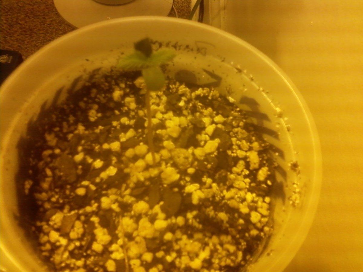 Seedling 1