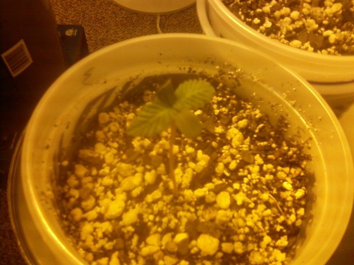 Seedling 2