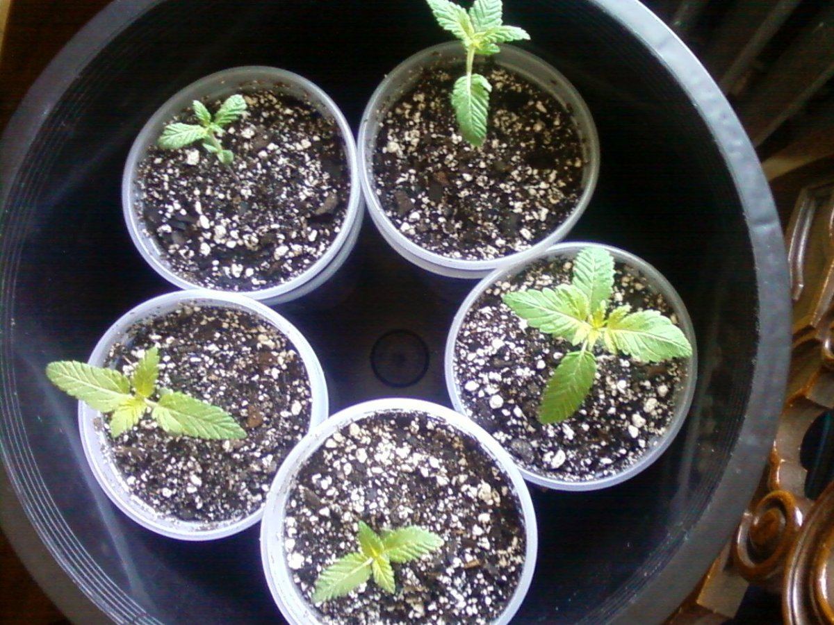 Seedling 3