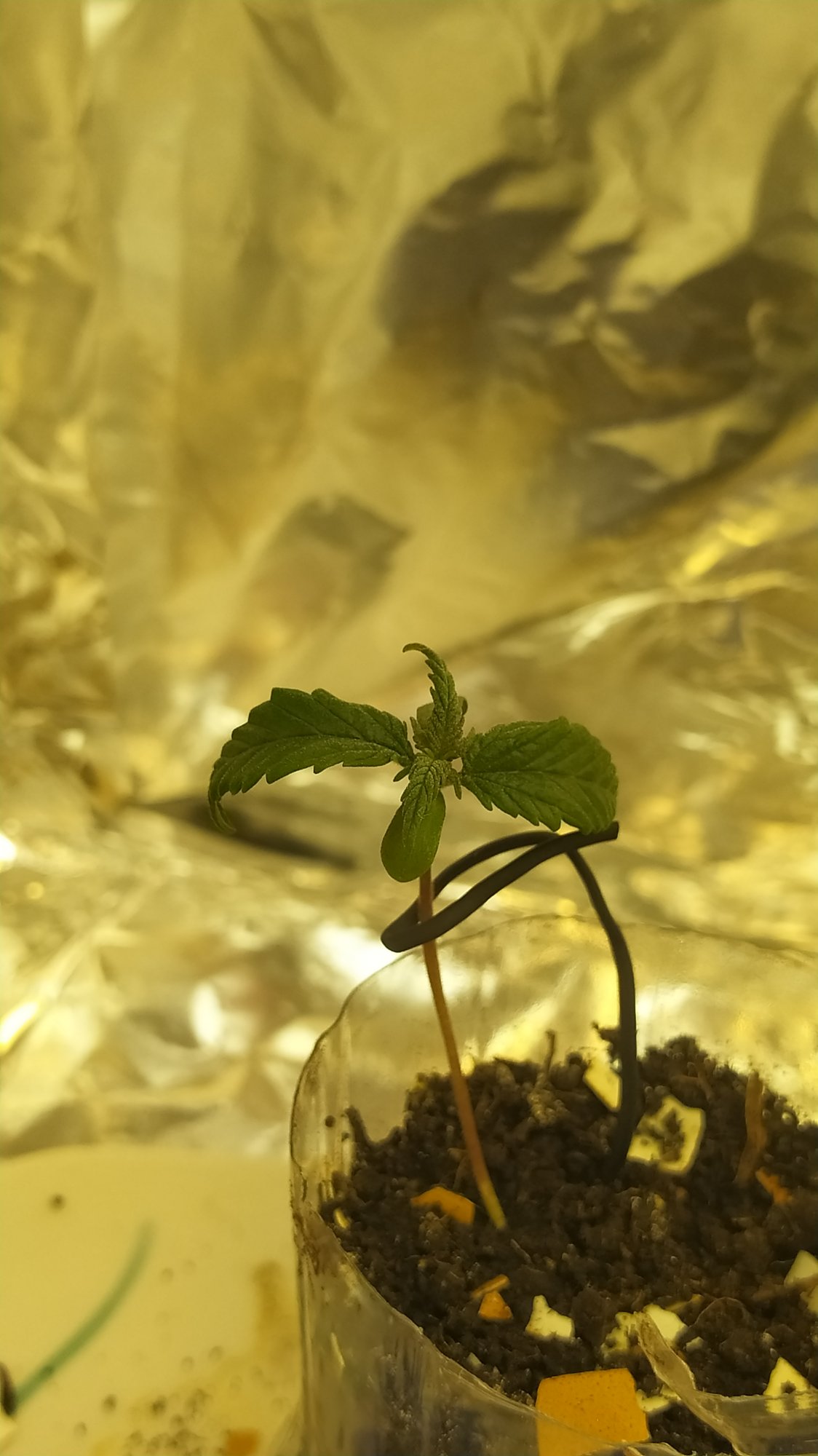 Seedling 7th day leaves issue