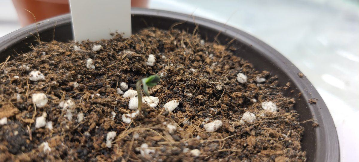 Seedling are dying on me fast 2