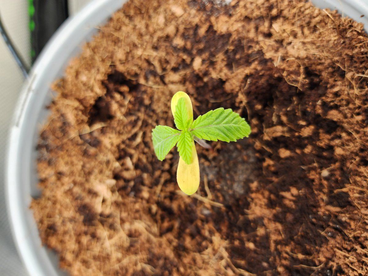 Seedling cotyledons yellow dying after 2 weeks 5