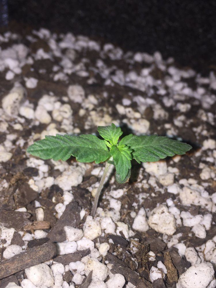 Seedling discoloration 2