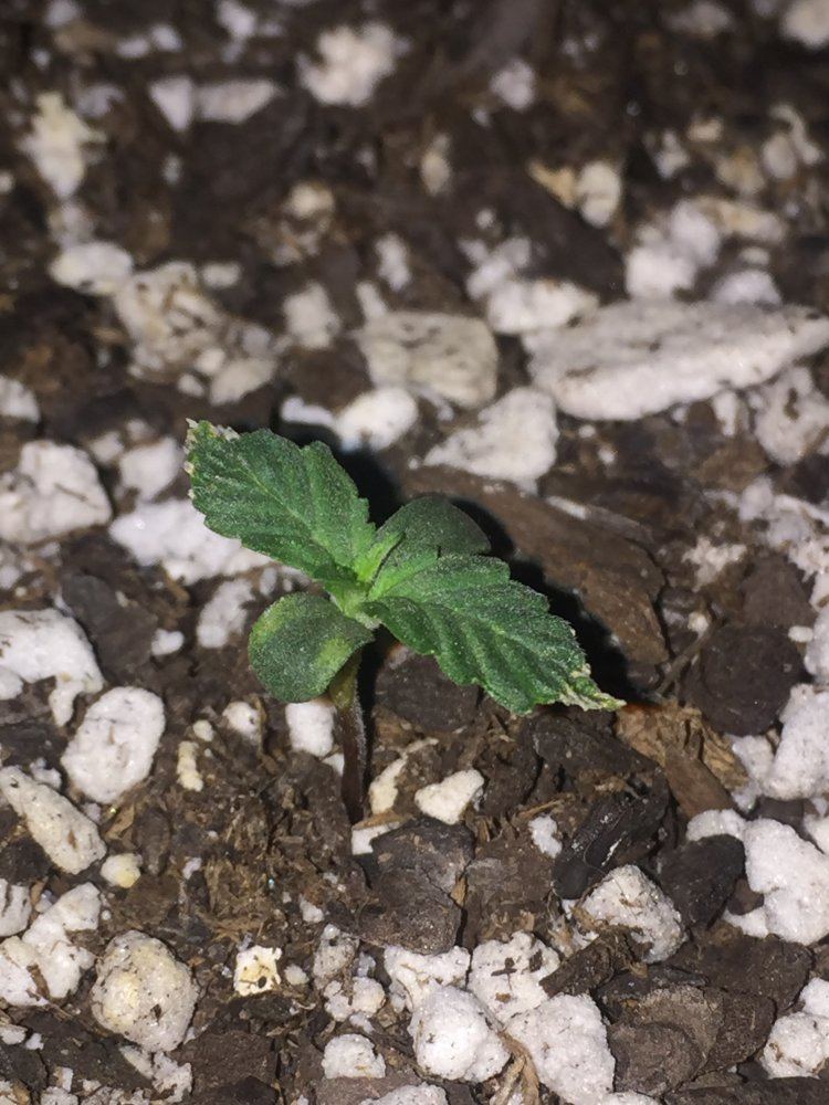 Seedling discoloration