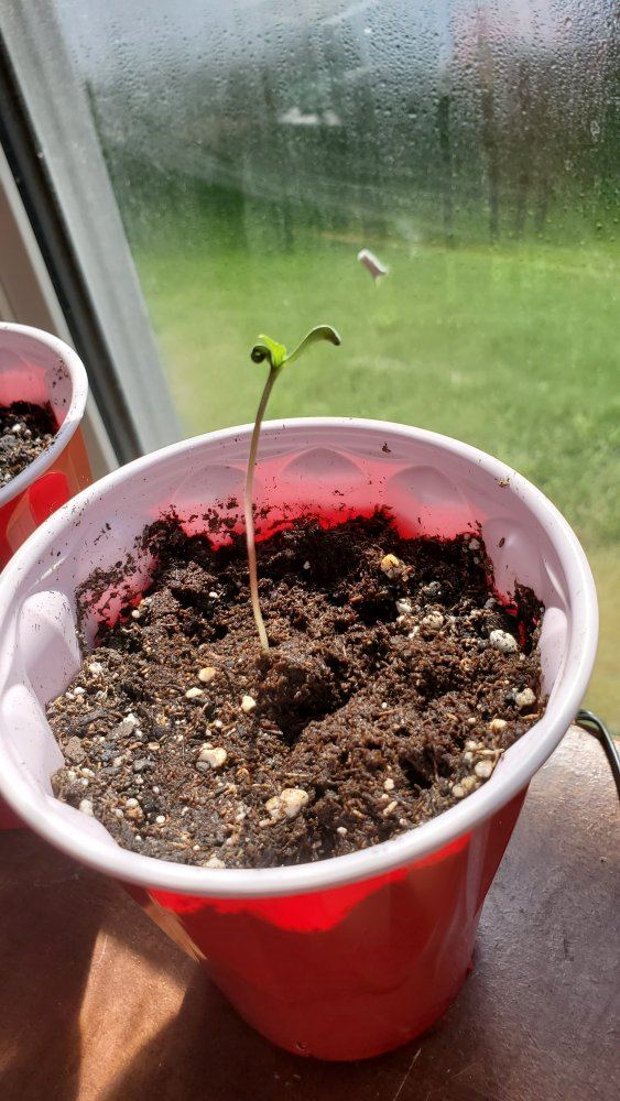Seedling help 2
