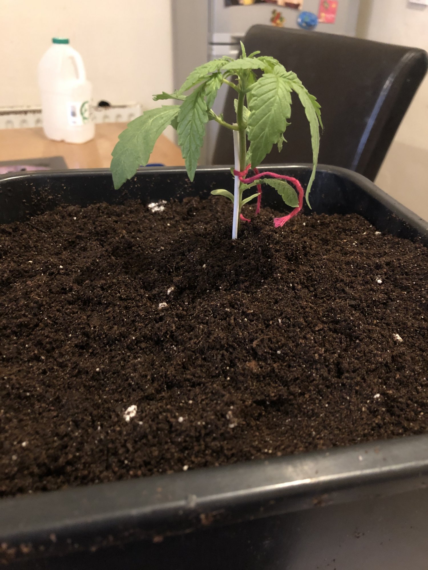 Seedling in soil help 3