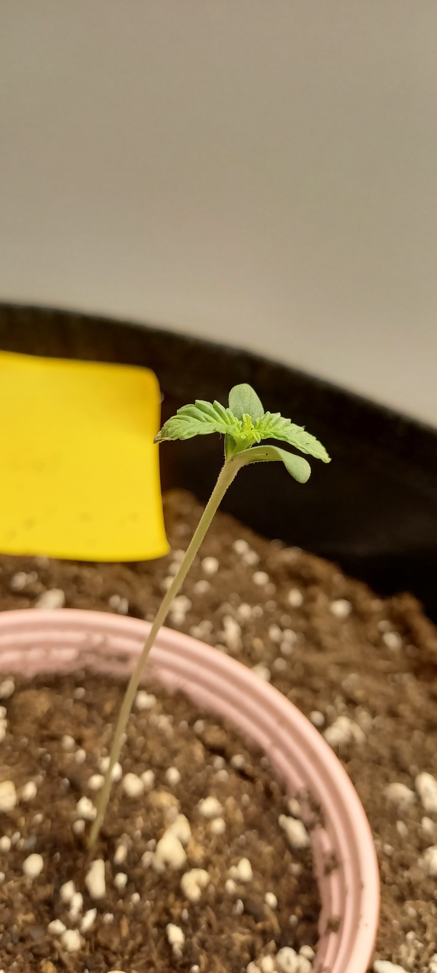 Seedling is stretching with burnt tips 2