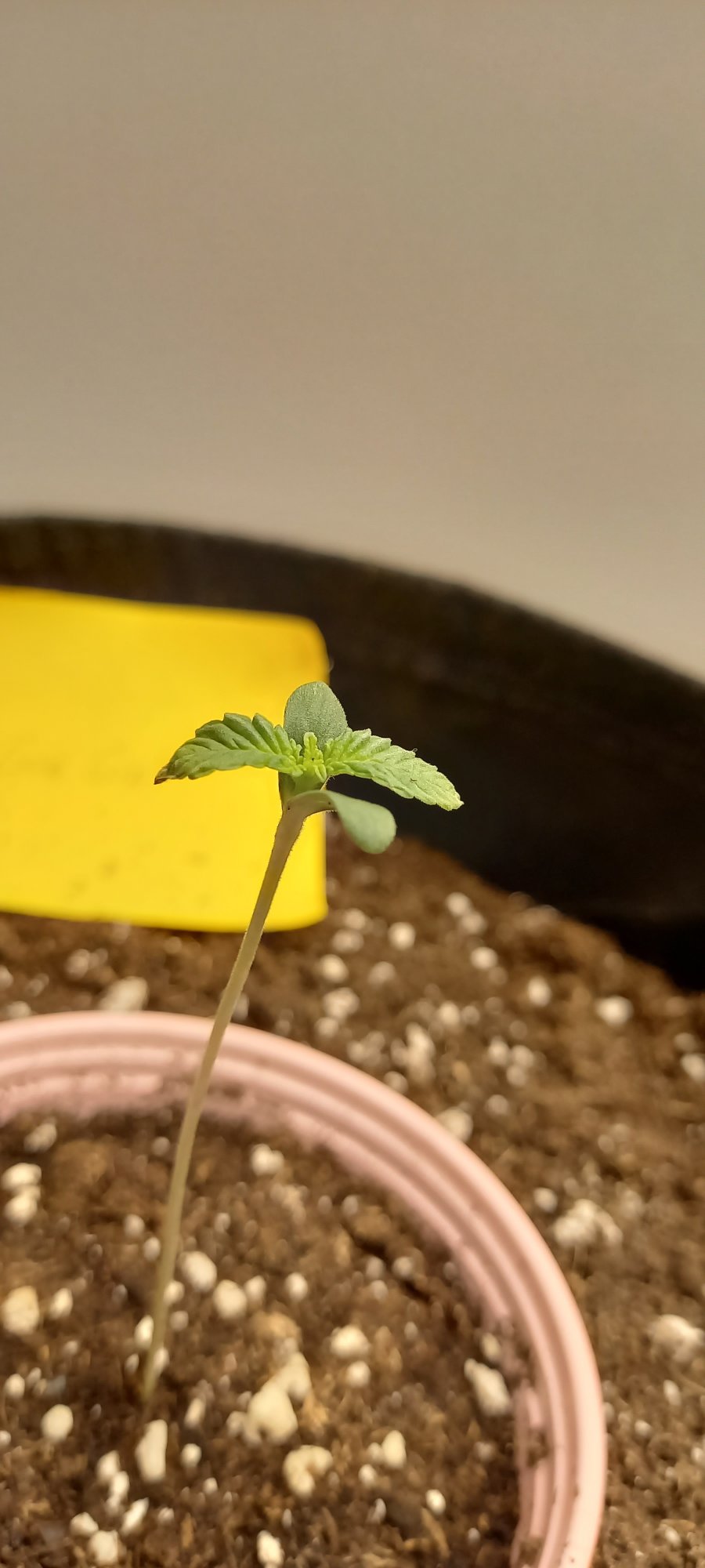 Seedling is stretching with burnt tips