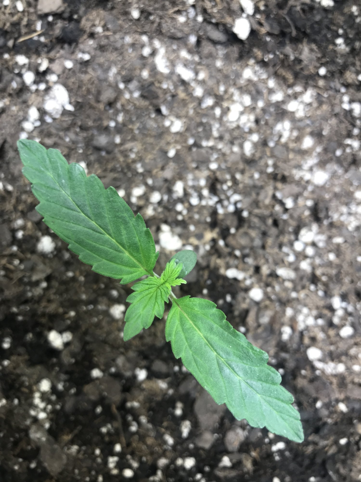 Seedling issue and my last seed of this strain