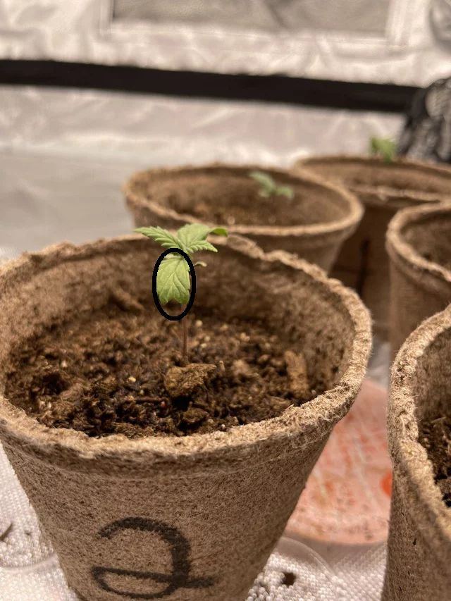 Seedling