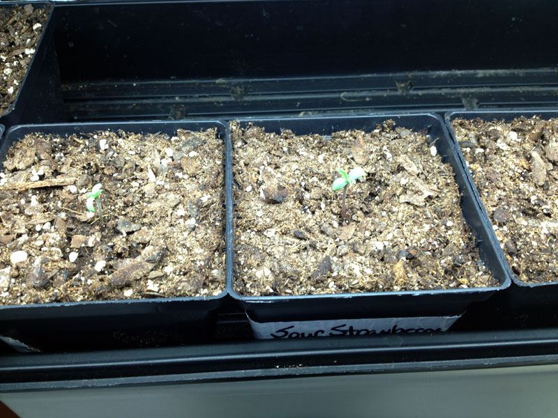 Seedling