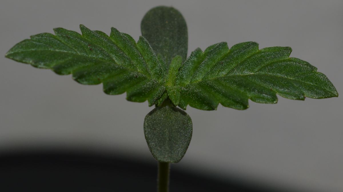 Seedling