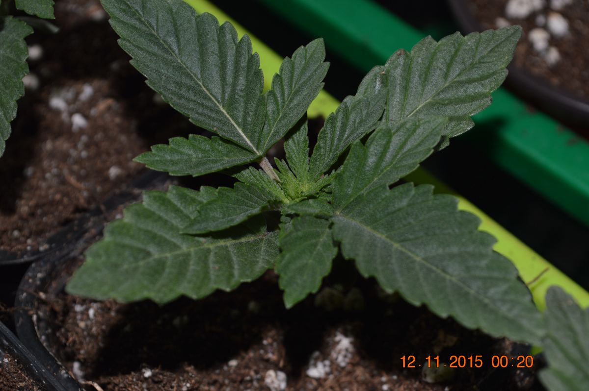 Seedling