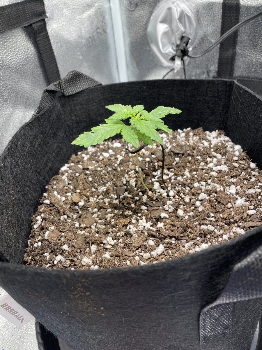 Seedling leaf disfiguration at tips 2