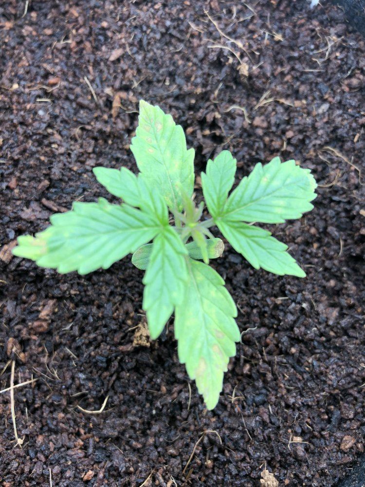 Seedling looking discolored and brown spots