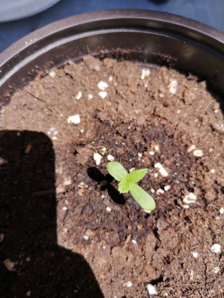 Seedling not forming properly