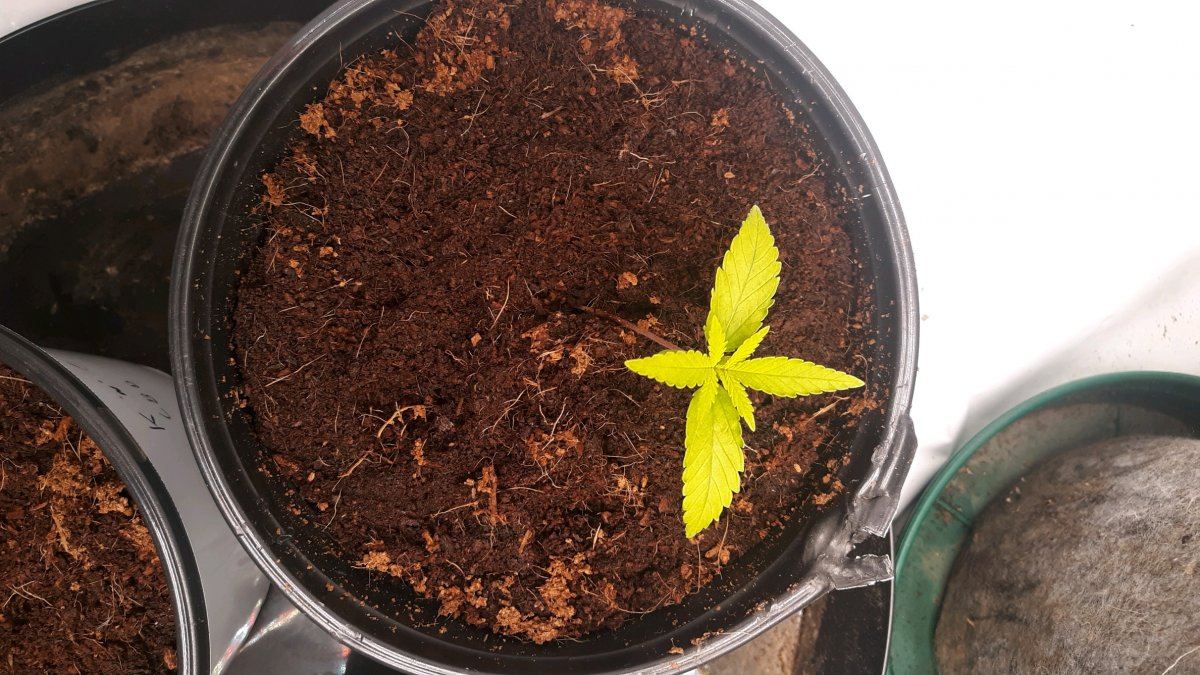 Seedling not thriving in coco