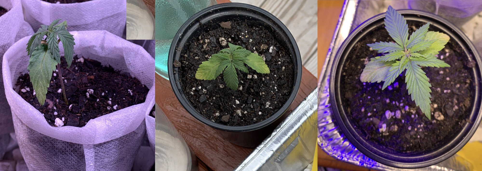 Seedling pot