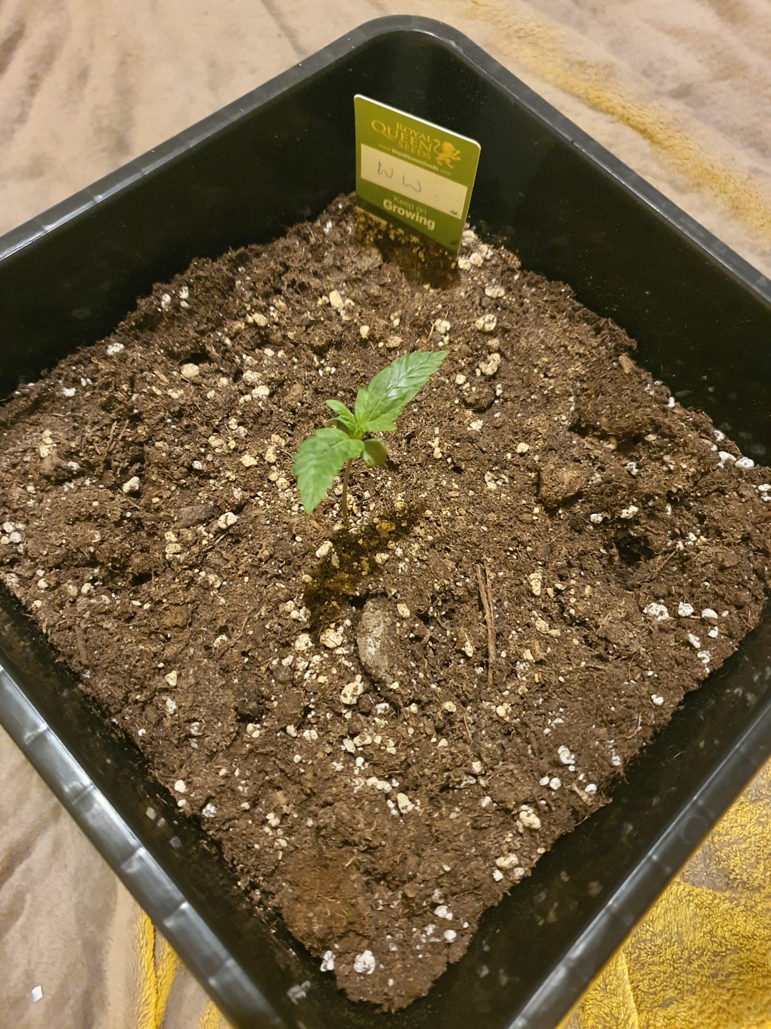 Seedling problem 10