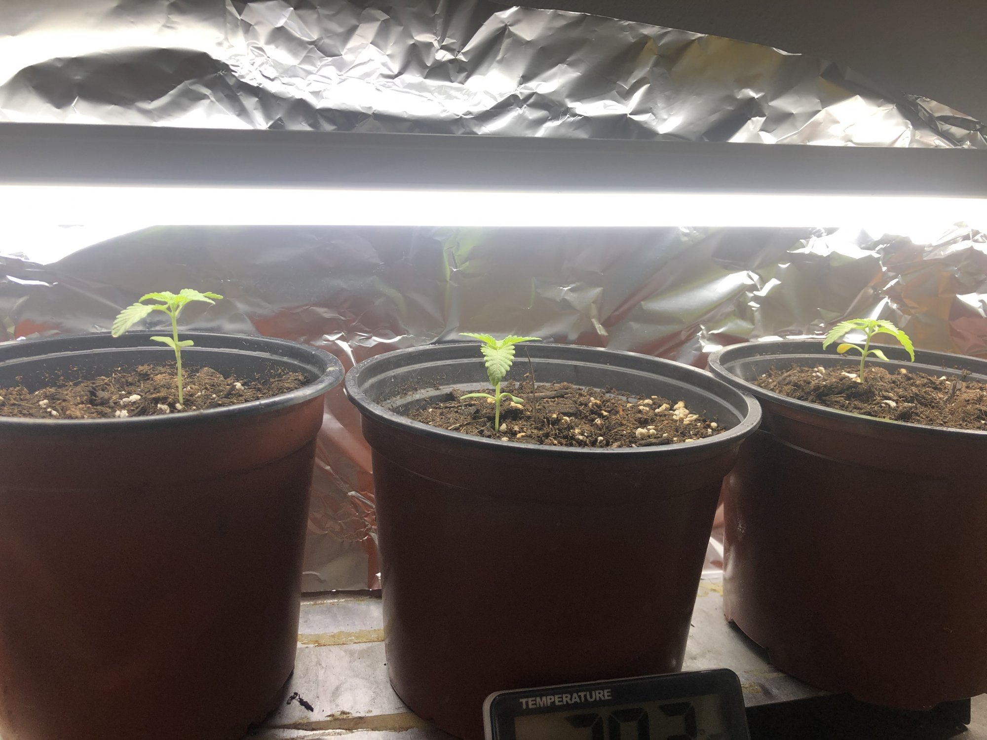 Seedling problems yellow leaves and lights 4