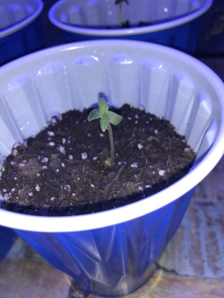 Seedling sprout droopy 2