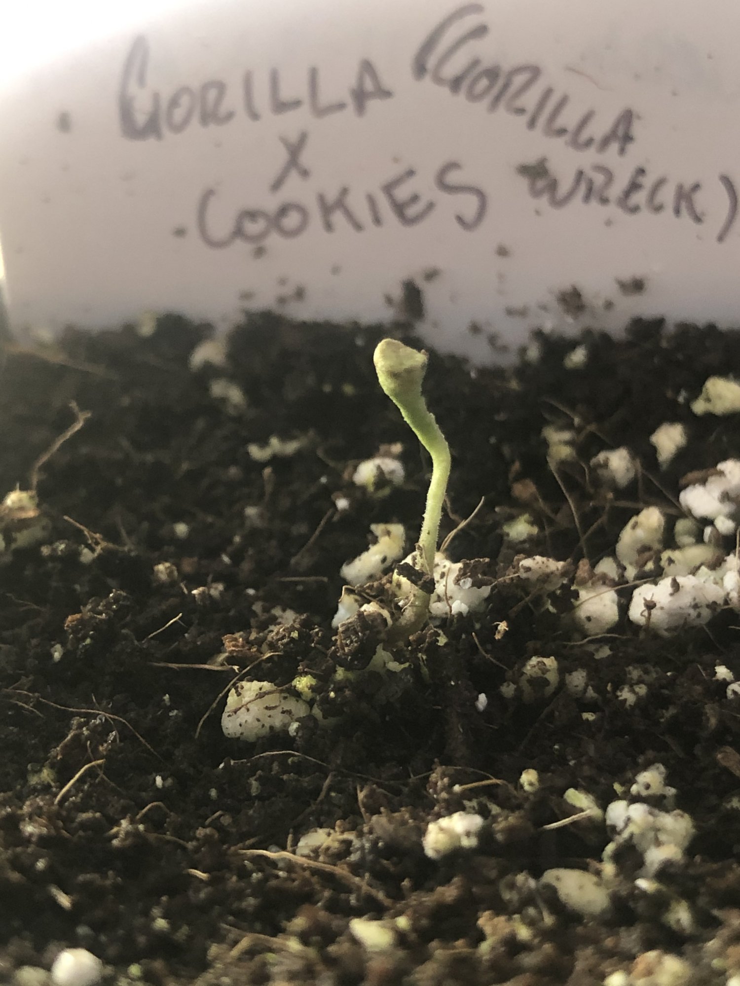 Seedling sprouted with no cotyledons anybody seen this before