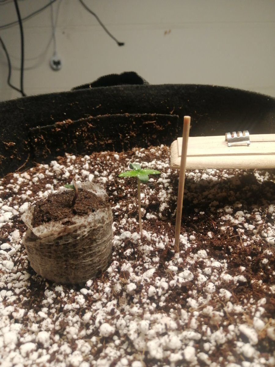 Seedling staying hunched and not growing 4