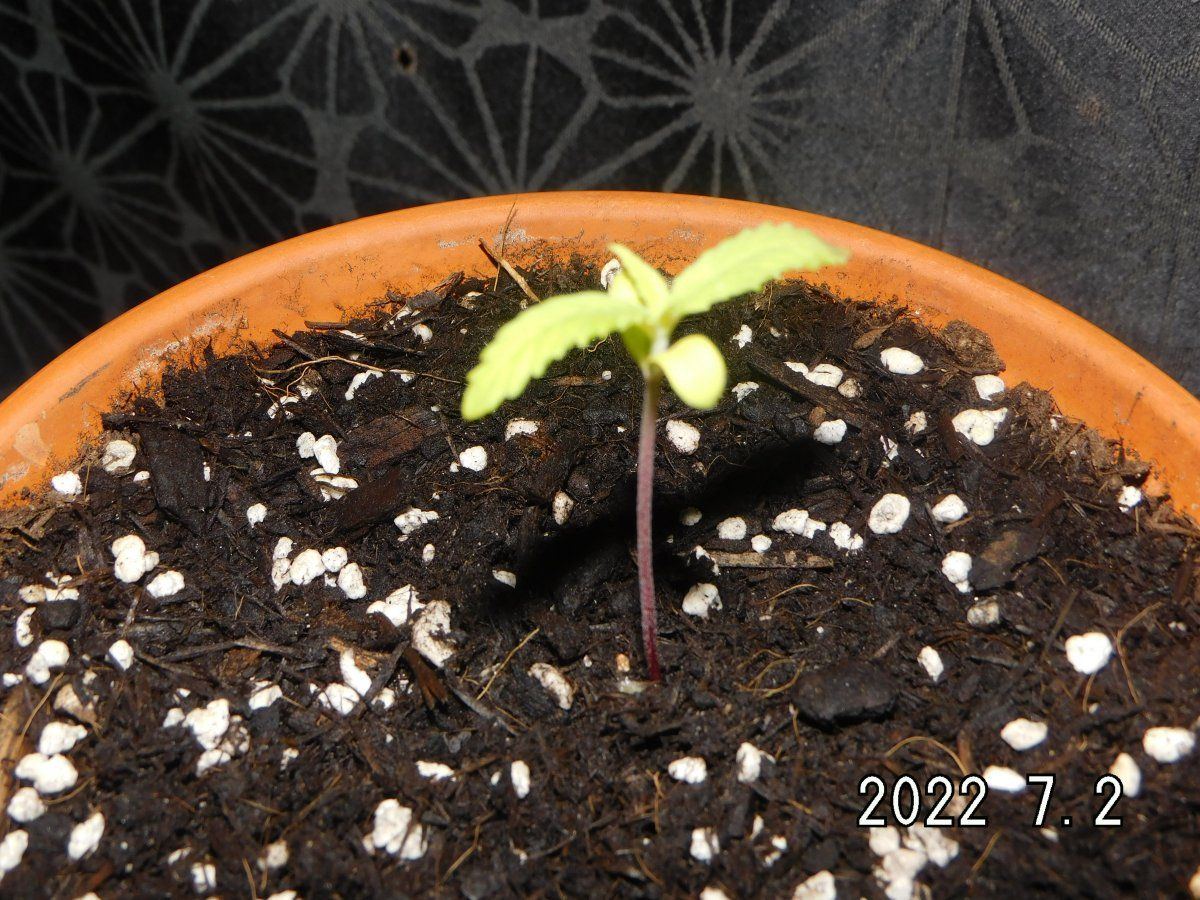 Seedling stopped growing and shows weird white growings result of wrong mykorhiza application