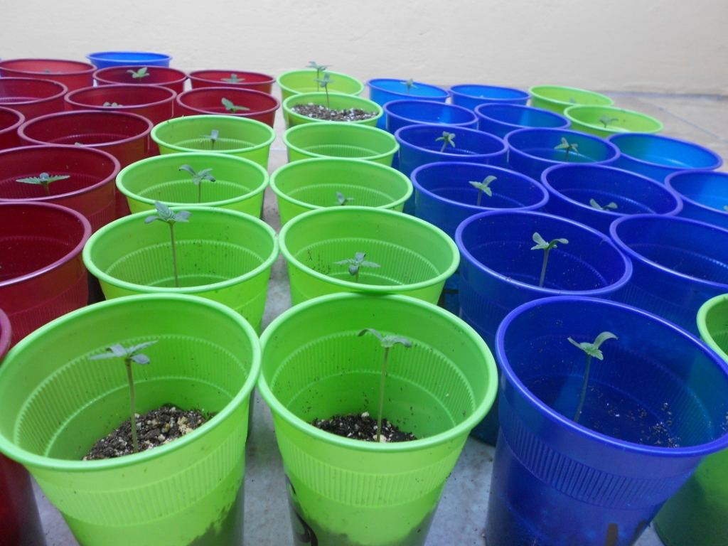Seedling stretch