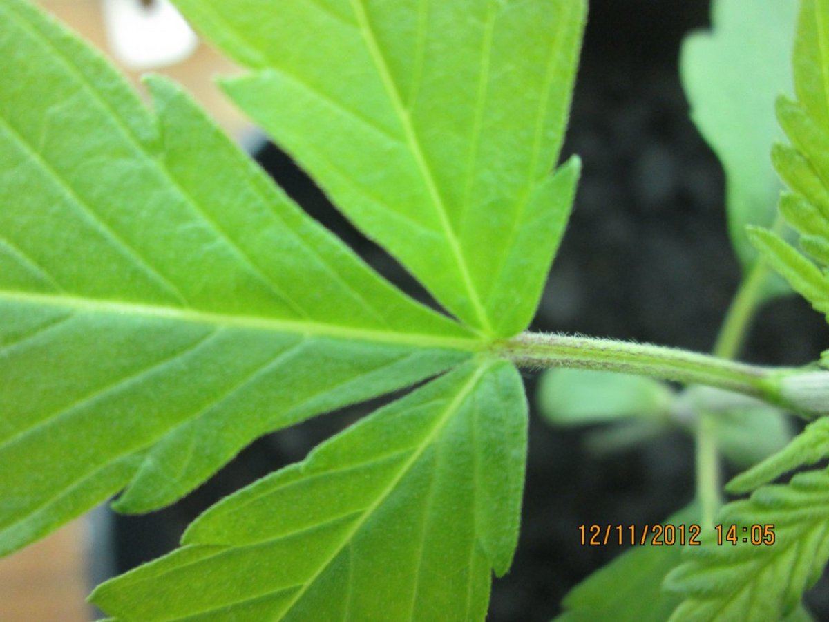 Seedling with red stems 3