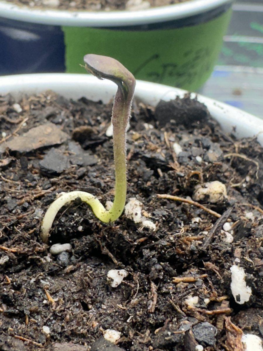 Seedling wont open and stem twisted