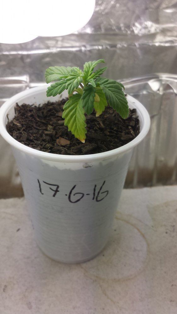 Seedling yellowing problem 2