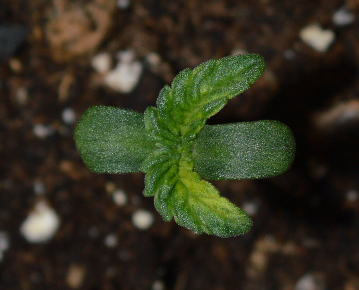Seedling1