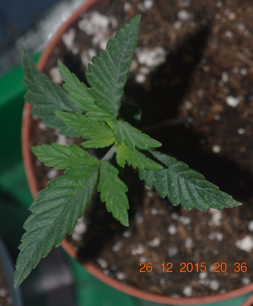 Seedling2