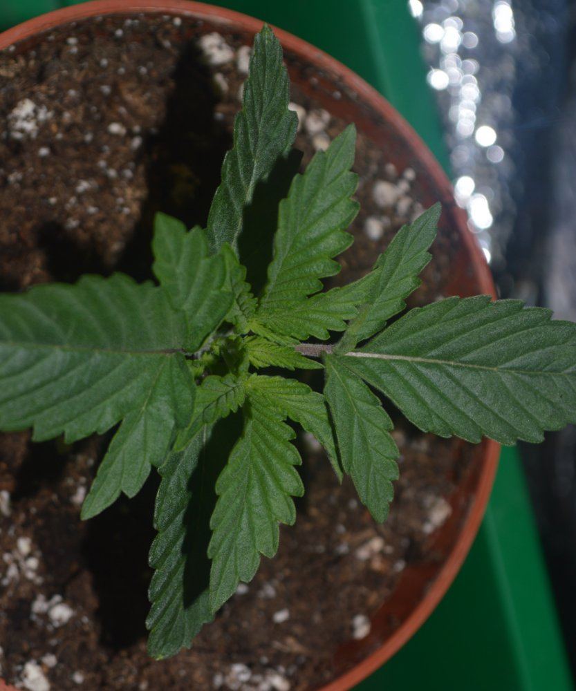 Seedling3