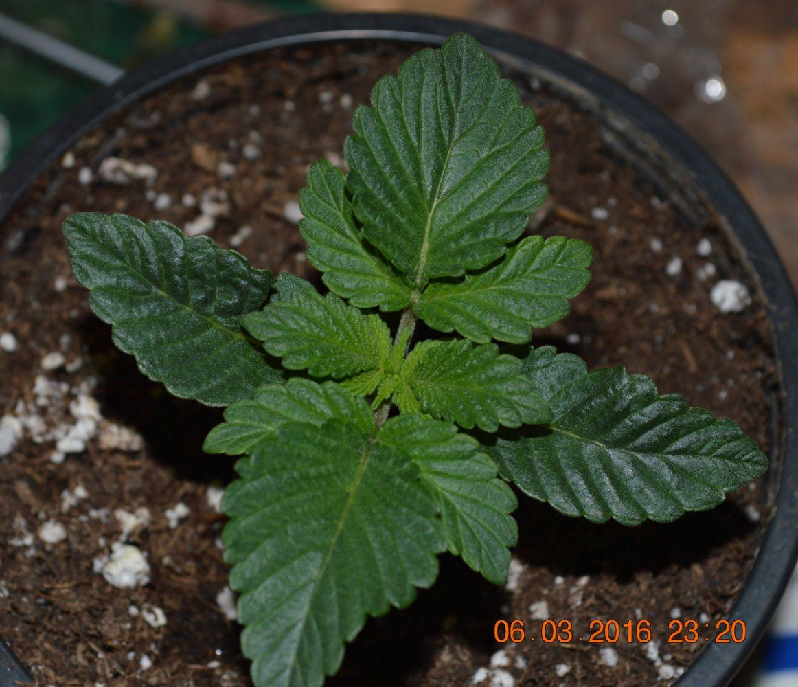 Seedling3