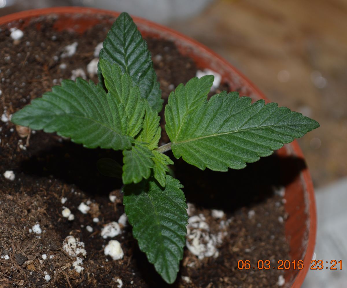 Seedling4