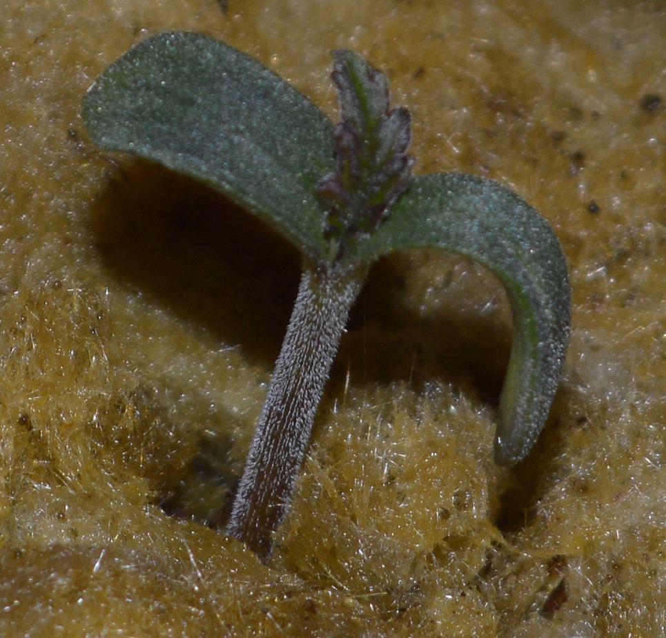Seedling SH1