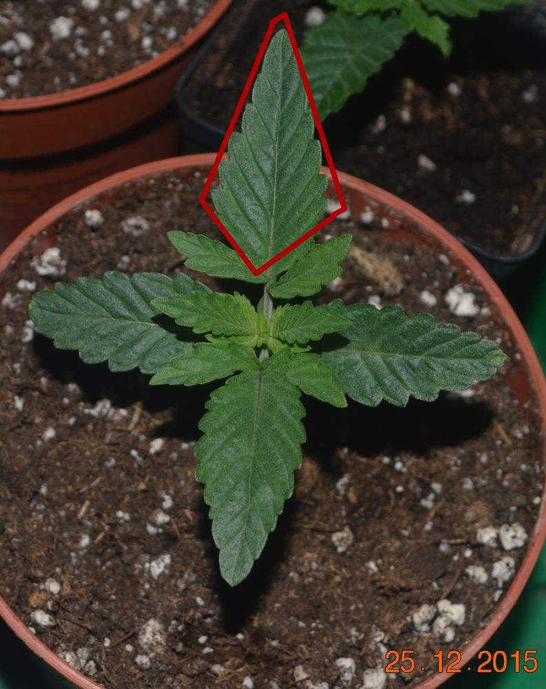 Seedling triangle