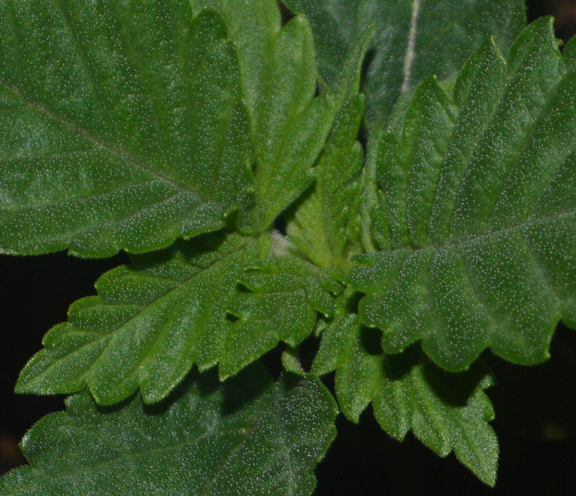Seedlinga